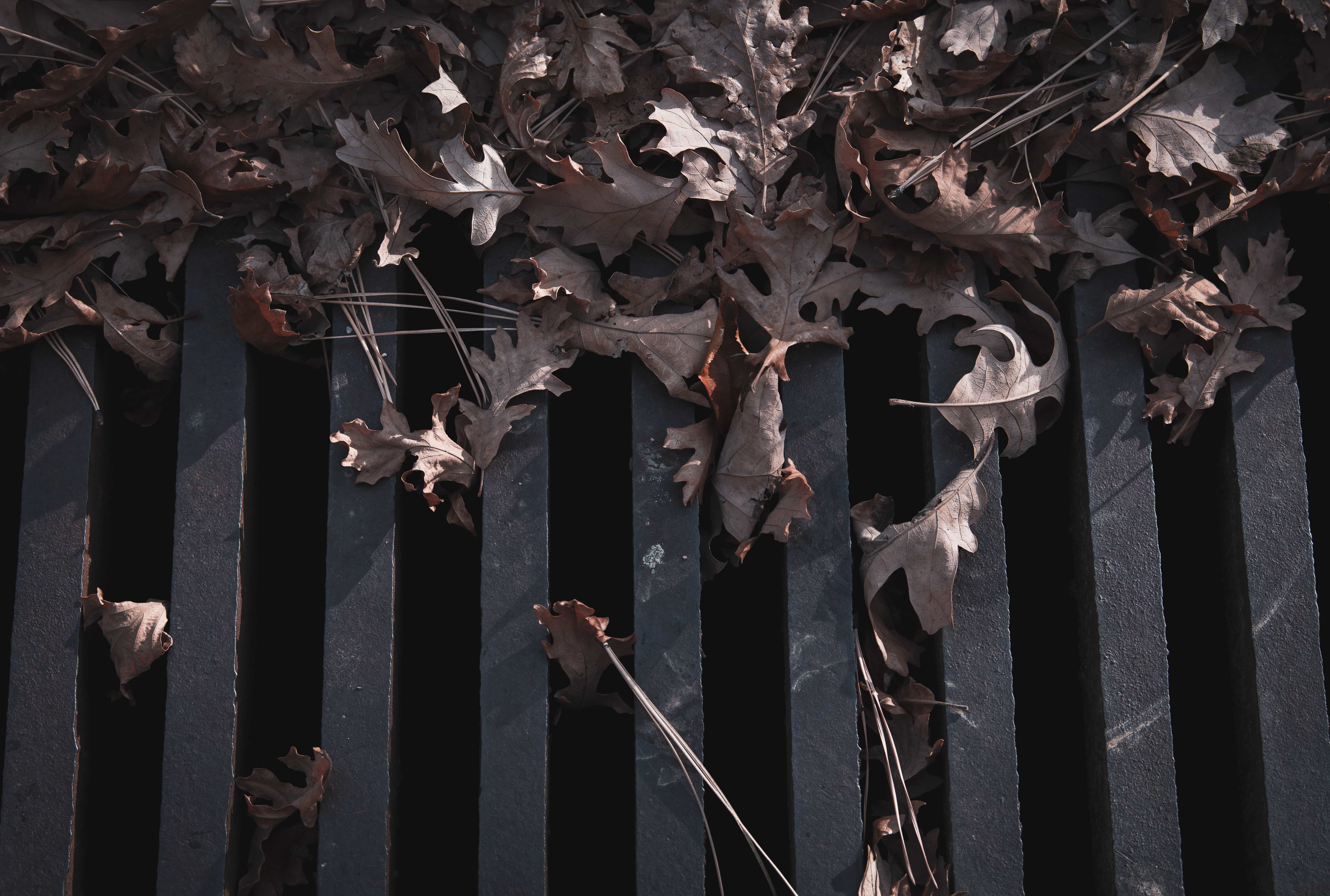leaves covering a drainage gully grate